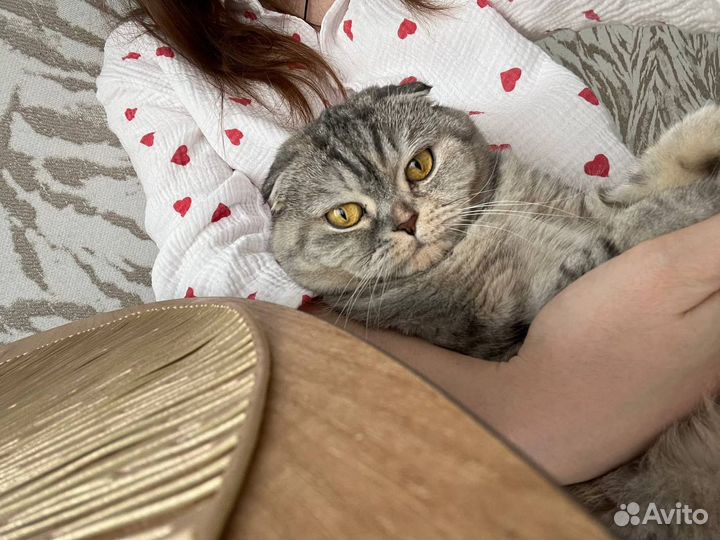 Шотландская вислоухая кошка