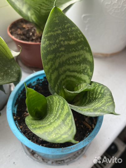 Сансевиерия