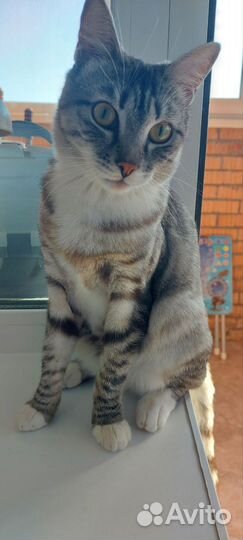 Отдадим кота