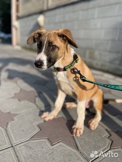 Чудесный щенок в добрые руки