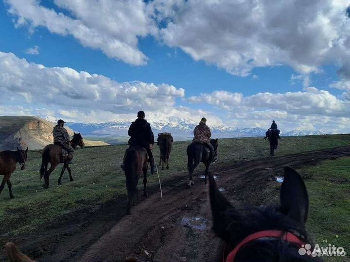 Конные прогулки, туры