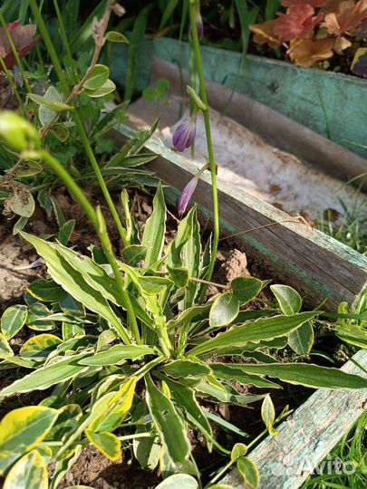 Хоста различные сорта