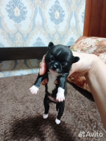 Щенки чихуахуа