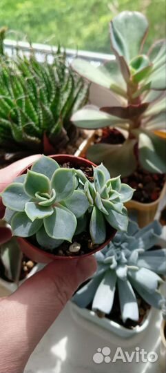 Суккуленты