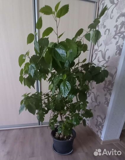 Гибискус китайская роза