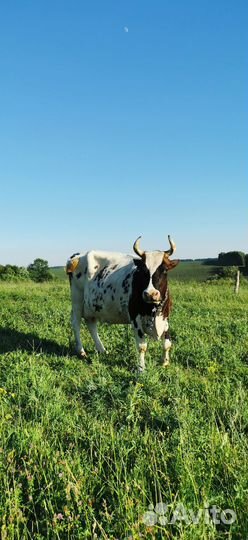 Корова айширская высокоудойная