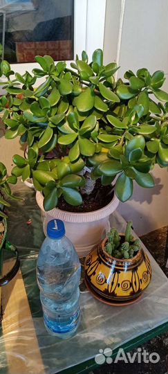 Денежное дерево (Толстянка)