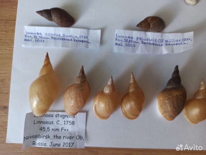 Морские раковины