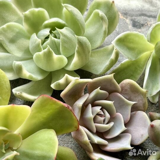 Суккуленты почтой