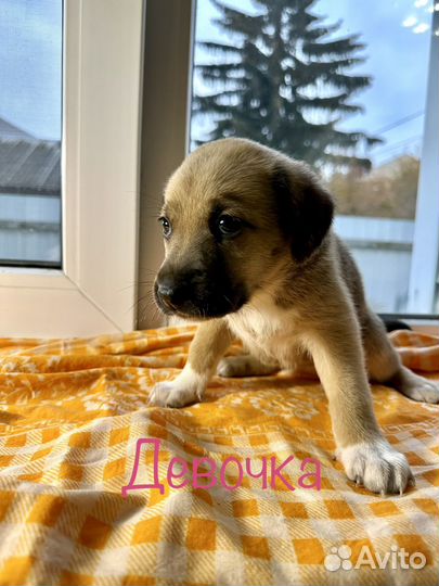 Щенки в добрые руки