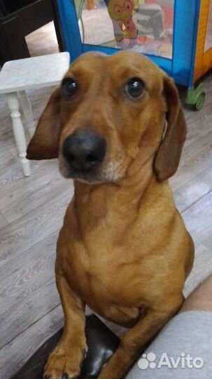 Такса кабель на вязку