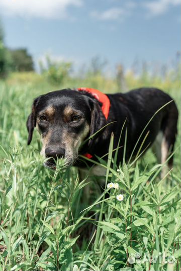 Собака в добрые руки