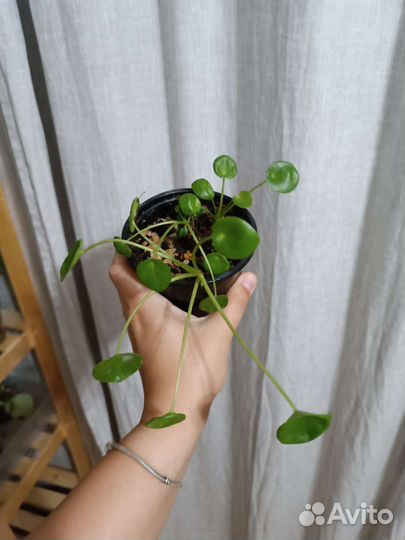 Пилея пеперомиевидная