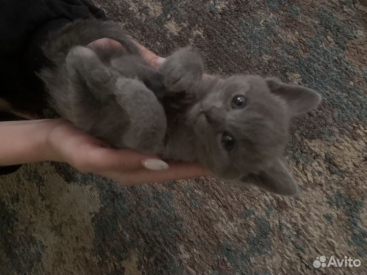 Котята