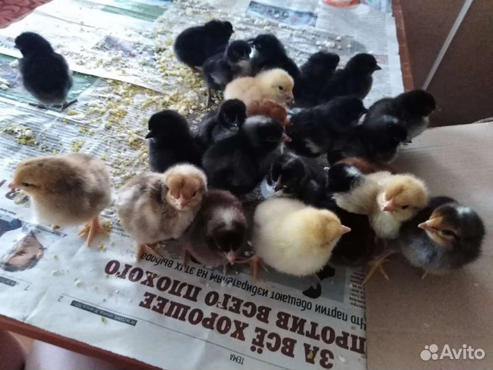 Инкубация ваших яиц