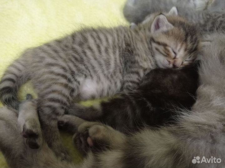 Котята в добрые руки