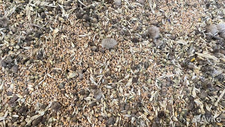 Зерноотходы пшеницы