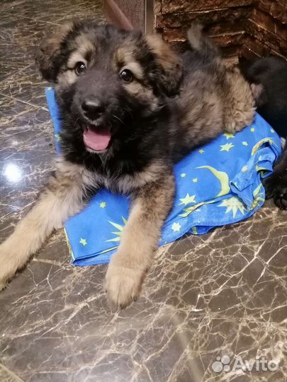 Чебурашка щенок девочка под стерилизацию