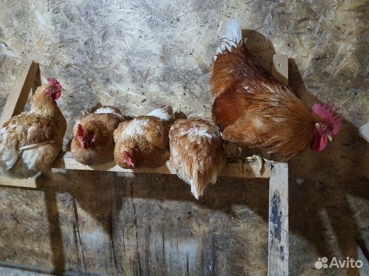 Сельское хозяйство