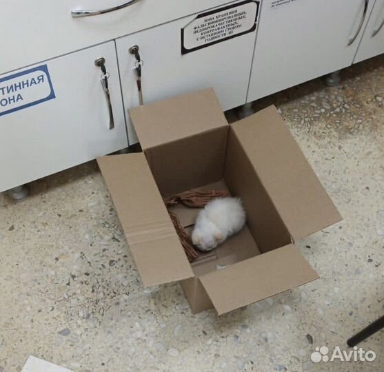 Белоснежный котёнок