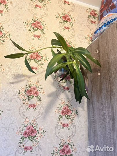 Продам цветы комнатные