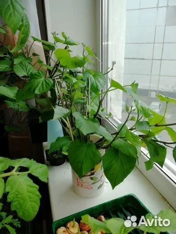 Рассада батата (черенки)