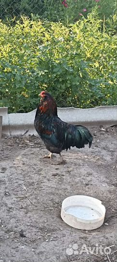 Петух