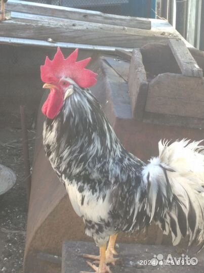 Молодые петухи