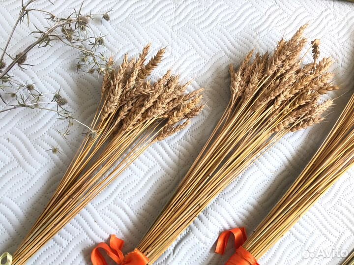 Сухоцветы для творчества пампасная трава камыши