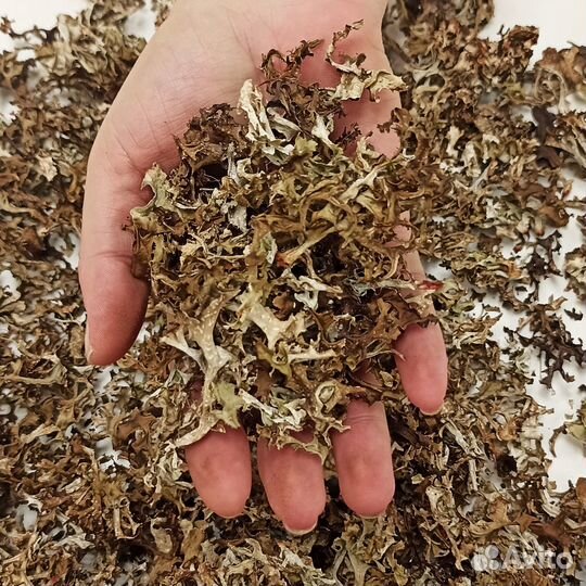 Исландский мох (Цетрария) перебранный от 30 кг
