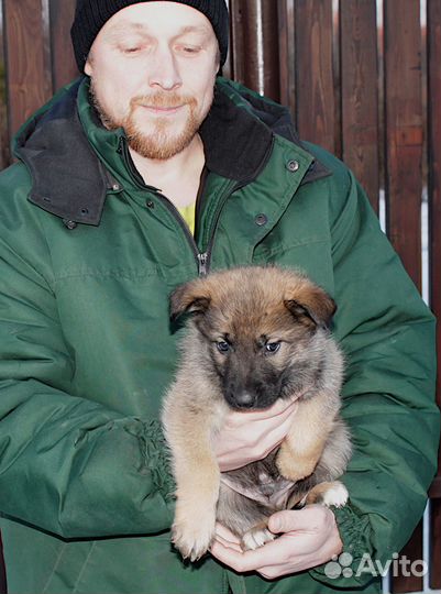 Щенки бесплатно