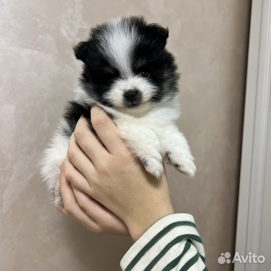 Померанский шпиц