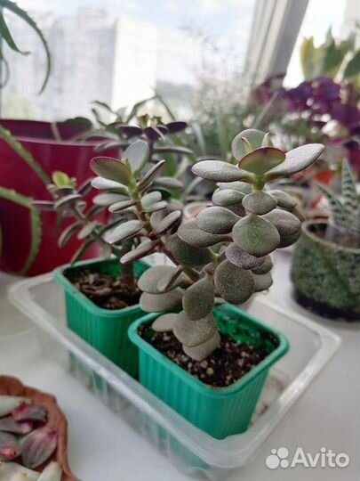 Растения для флорариума суккуленты