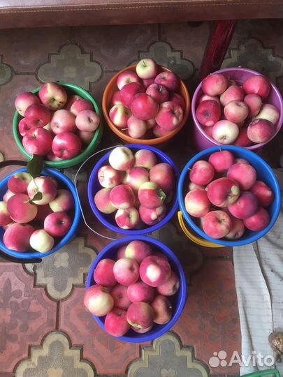 Яблоки Мелба садовые