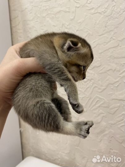 Метисы от шотландской вислоухой кошечки