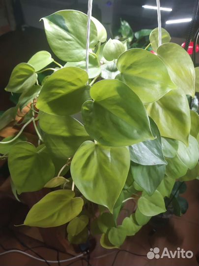 Филодендрон Сканденс Ауреум