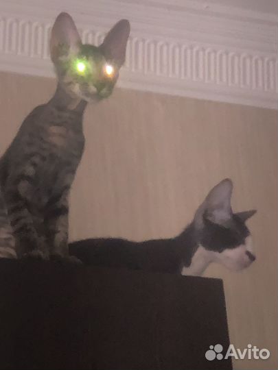 Котята донского сфинкса