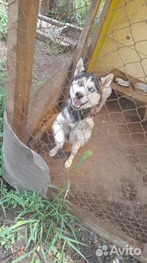 Собаки хаски