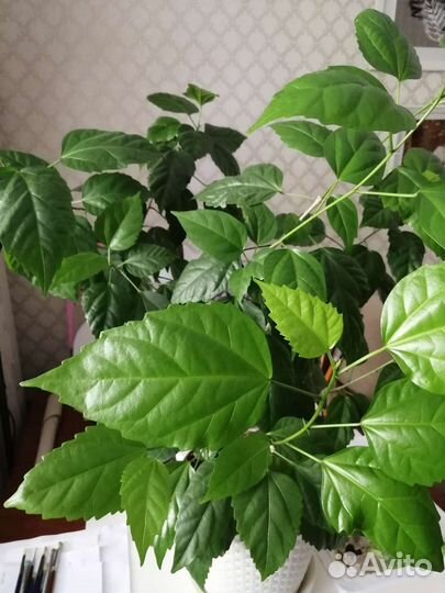 Гибискус/розан большой взрослый