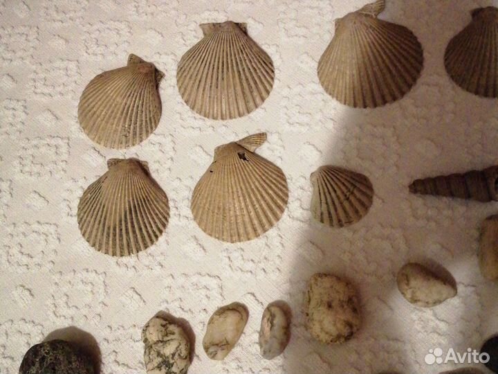 Ракушки и камушки для аквариума
