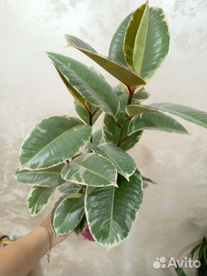 Папоротник