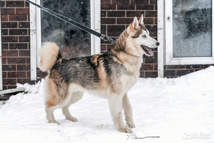 Парень метис
