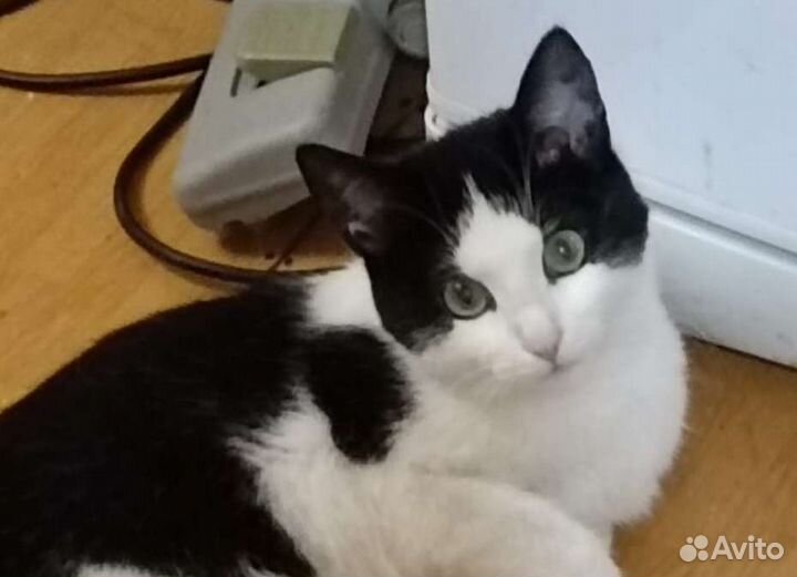 Очаровательная молоденькая кошечка