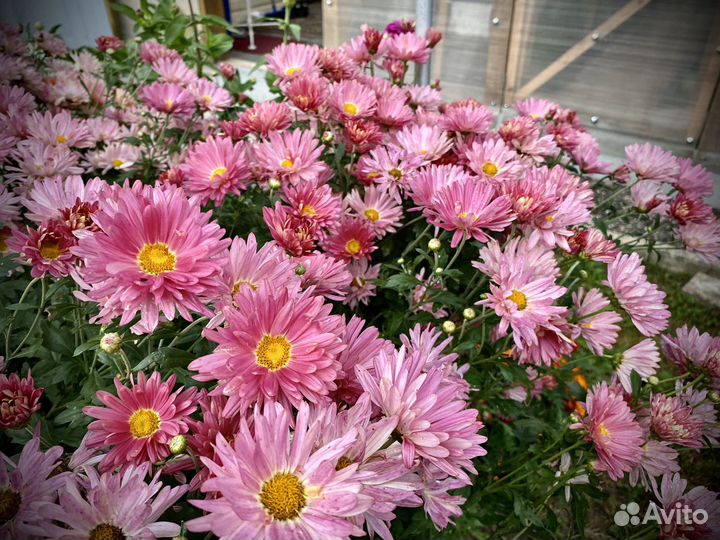 Хризантема ранняя