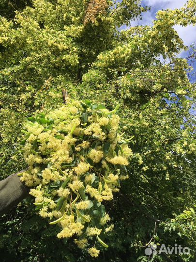 Веники банные