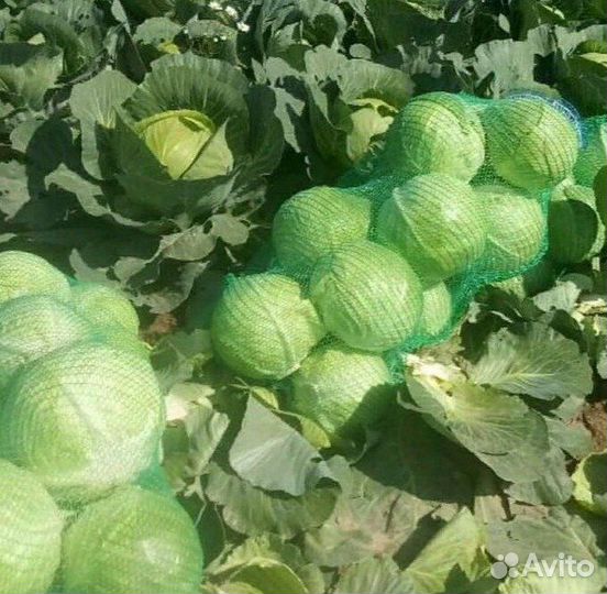 Капуста опт