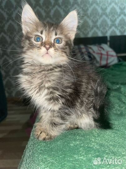 Шотландская