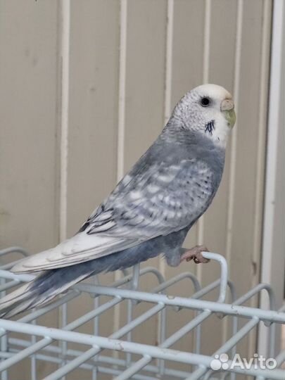 Волнистый попугай самка