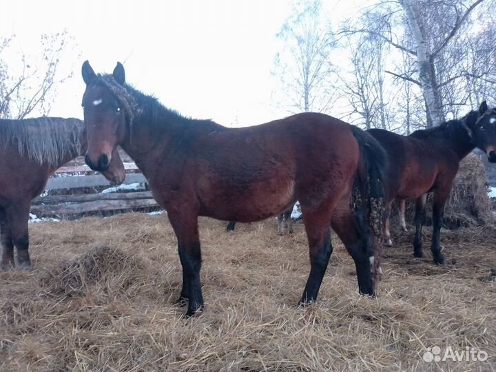 Конь лошадь