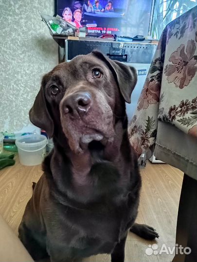 Тест-драйв шоколадного Лабрадора